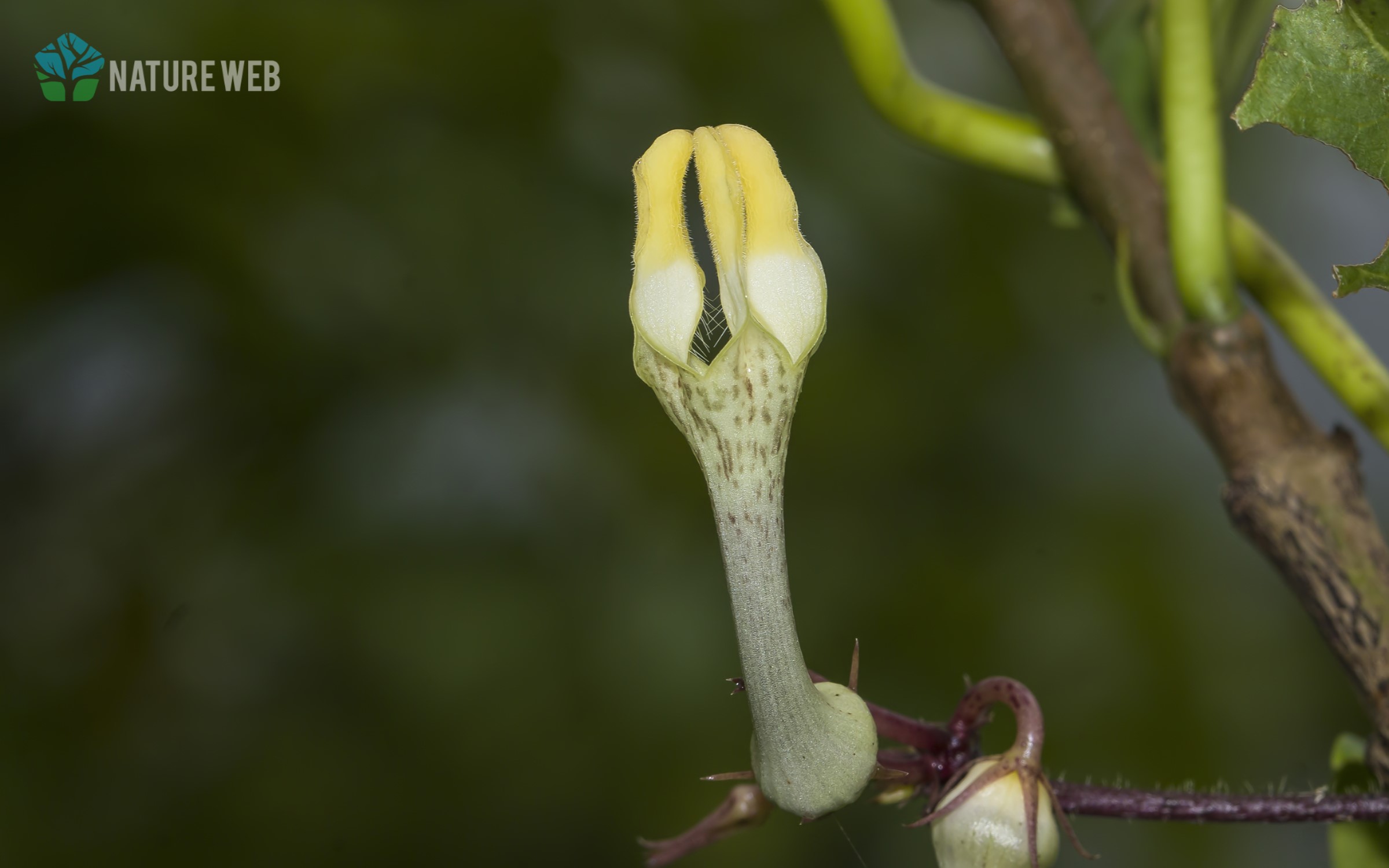 Evans Ceropegia